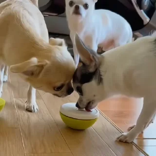 🐶