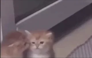 🤩