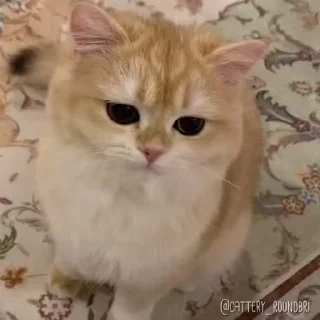 🤞