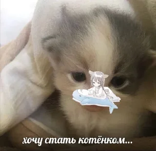 🥺
