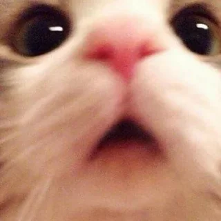 🐶
