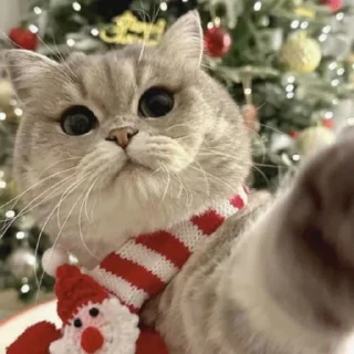 🤩