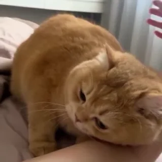 🐱