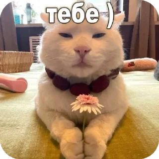 🧸
