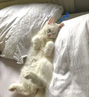 💤