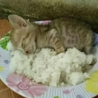 🐾