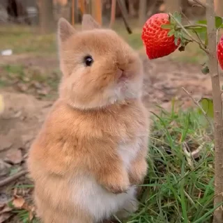 🤩
