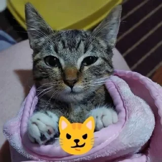 😼