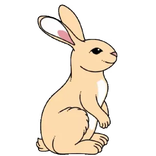 🐰