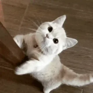 🐈