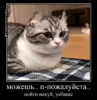 😾