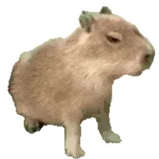🦫