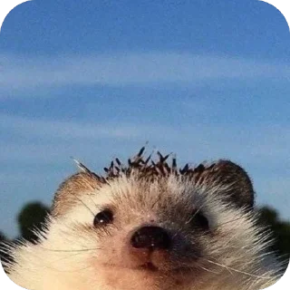 😇