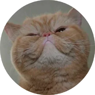 😹