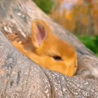 🤩