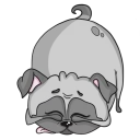 Pug
