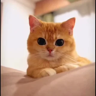 🤩