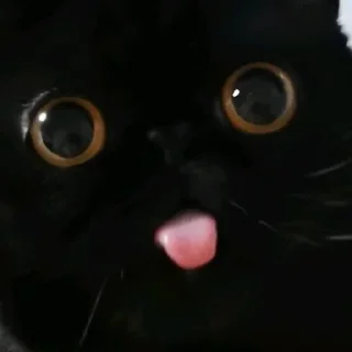 🐈