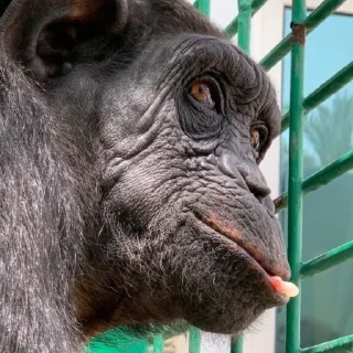 🐵