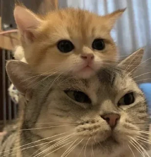 🧡
