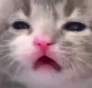 🐈‍⬛