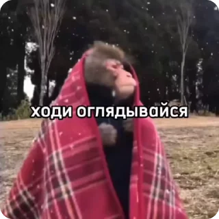 🌟