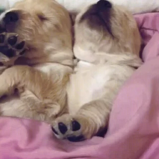 💤