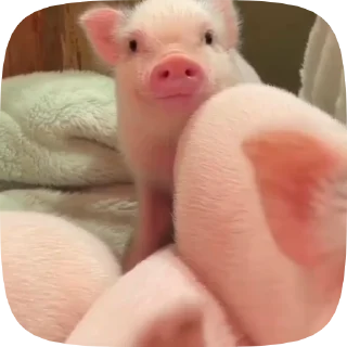 🐽
