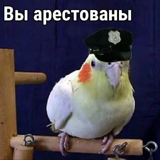 👮