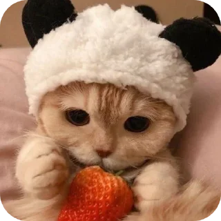 🐱
