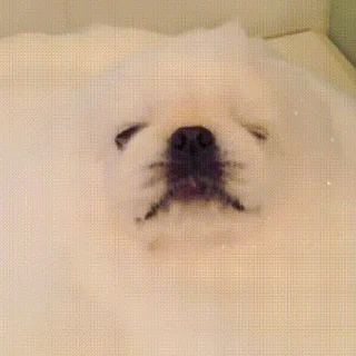💤