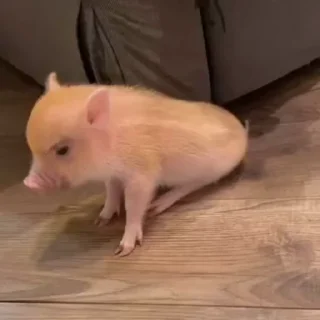 🐽