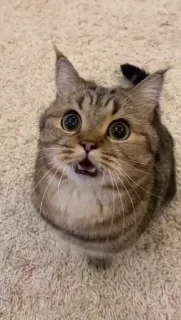 🤩