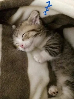 💤