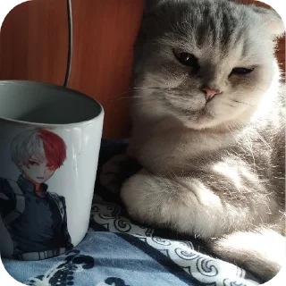 🐱