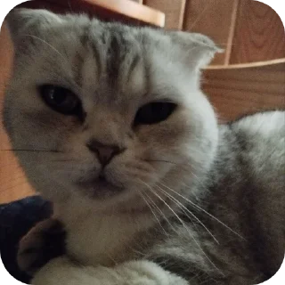 🐱