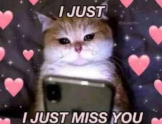 🐱