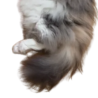 😺