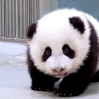 🐼