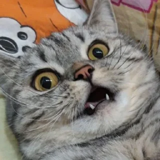 😲