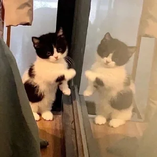 🤍