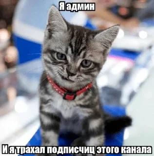 🐈