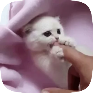 😸Meme :: @fStikBot