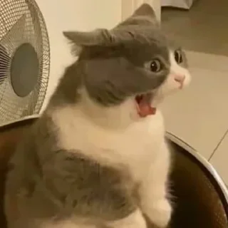 😳