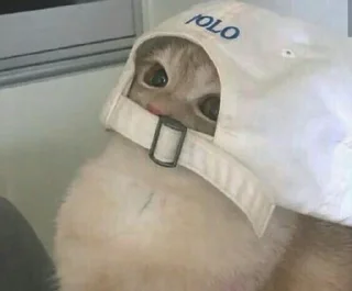 😎