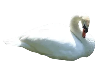 🦢