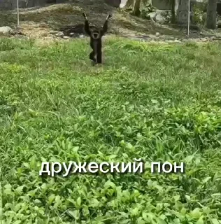 💫