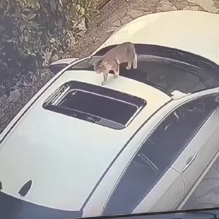 🐈‍⬛️