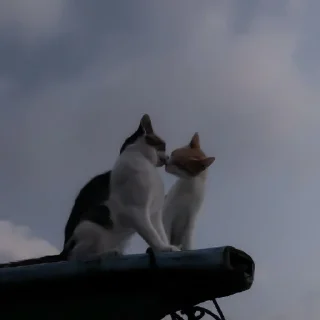 ✨