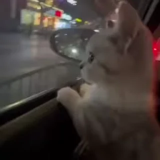 🌟